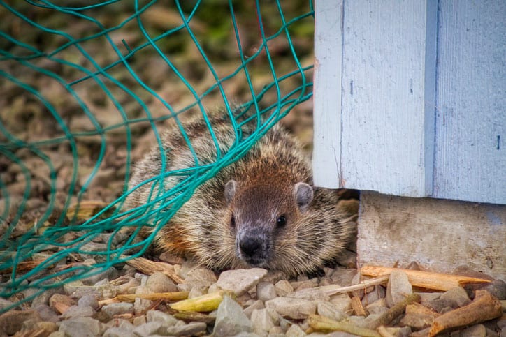 Groundhog chewing through fencing.